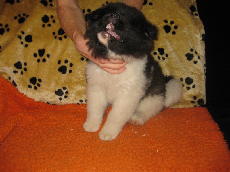 Puppies